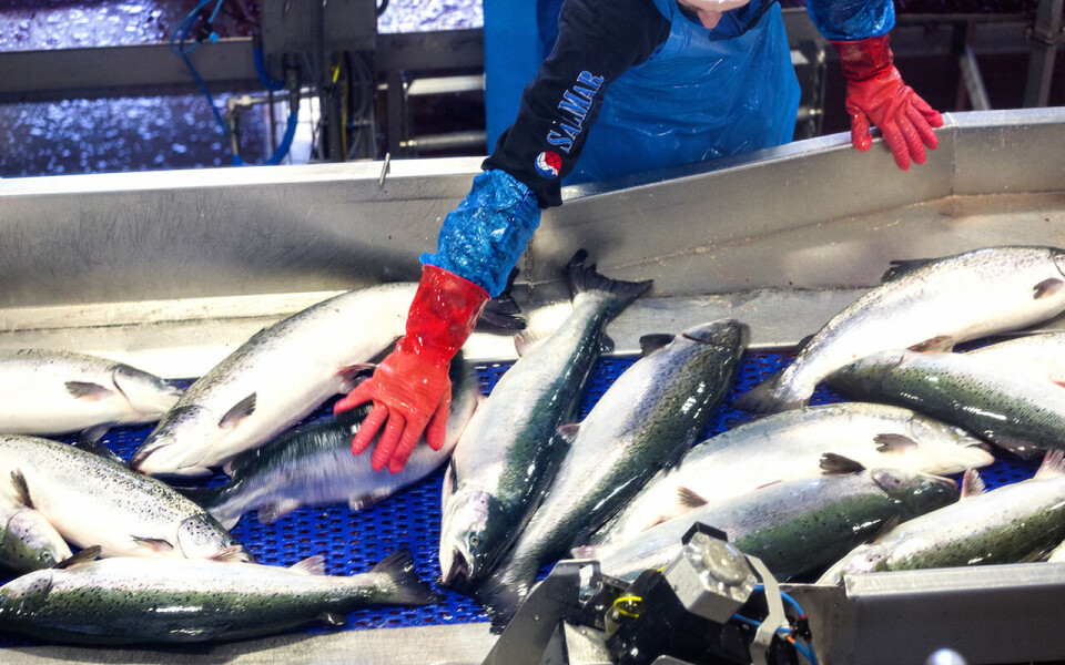 Laks og makrell er blant enkeltartene som har bidratt mest til veksten i år. Her et bilde av laks inne på Salmar sitt foredlingsanlegg på Frøya.