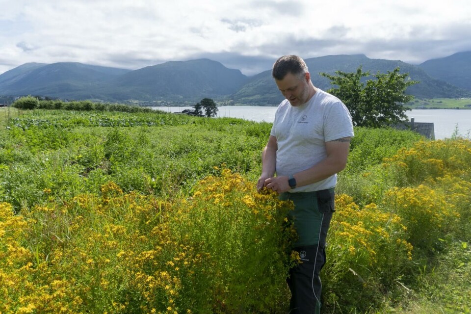 Jann Vestby fra Gardsbrenneriet på Sandane i Nordfjord er en av de norske utstillerne. Her inspiserer han prikkperikum hjemme på gården. Foto Arne Kongsnes