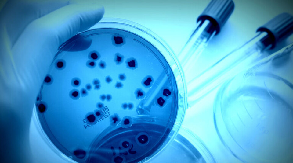 INFEKSJONSFARE: Mer resistente bakterier gjør det vanskeligere å behandle alvorlige matbårne infeksjoner. (Foto: Shutterstock)