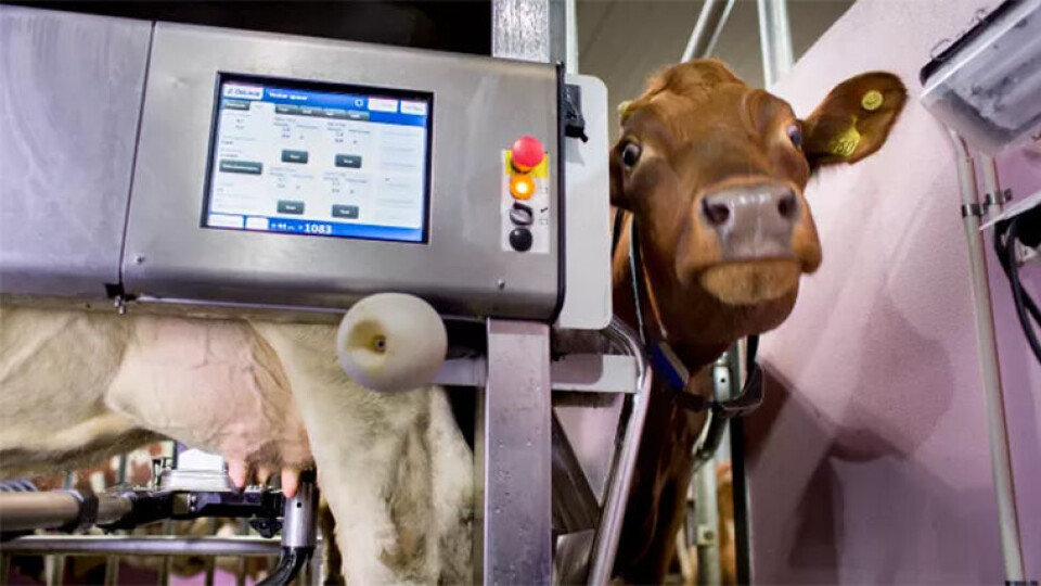 DIGITALISERING: Digitalisering av fjøset vil gi enda bedre dyrehelse, mindre antibiotikabruk og lavere klimagassutslipp. (Foto: Tine)