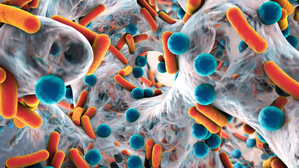 BIOFILM: Det er ikke ønskelig med biofilm innenfor matproduksjon. – Ikke glem hvem dere er opp mot i denne kampen, sier Live Nesse i Veterinærinstituttet. (Foto: Shutterstock.