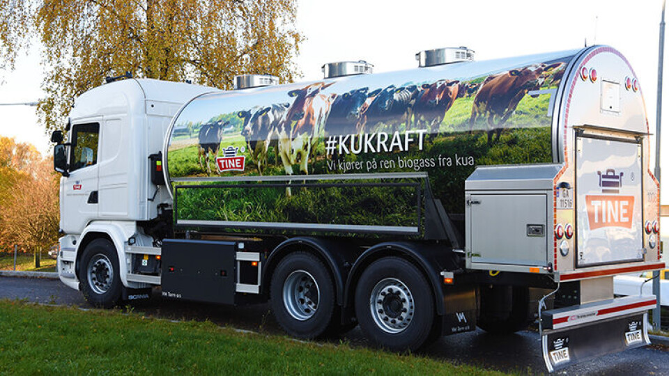 KUKRAFT: Som første matprodusent i Europa tar Tine nå i bruk biogass fra egen kumøkk. (Foto: Tine)