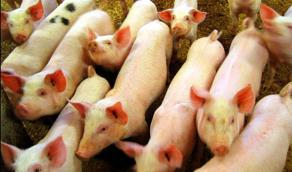 Mattilsynets svinetilsyn: Regelbrudd i over halvparten av besetningene