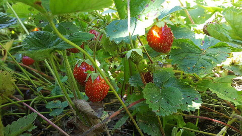 PLANTEVIRUS: Virus funnet i jordbærplanter stammer trolig fra infiserte planter fra Nederland. (Foto: Shutterstock)