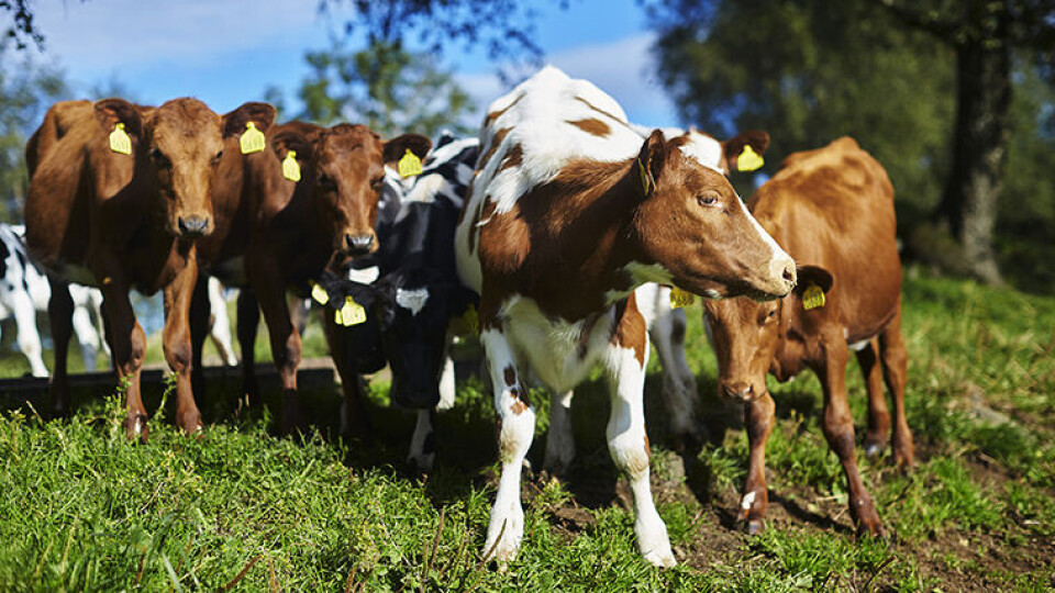 SUNNE KALVER: Mattilsynets overvåkingsprogram av fremmedstoffer i animalske produkter viste minimalt med funn over grenseverdi (Illustrasjonsfoto: Mattilsynet).