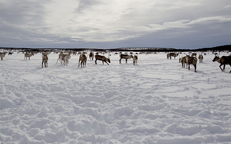 Uvanlig mye snø og lite vind fører til at reinen i Finnmark mange steder ikke klarer å grave seg ned til maten. Reindriftsutøvere frykter tidenes beitekrise. (Illustrasjonsfoto)