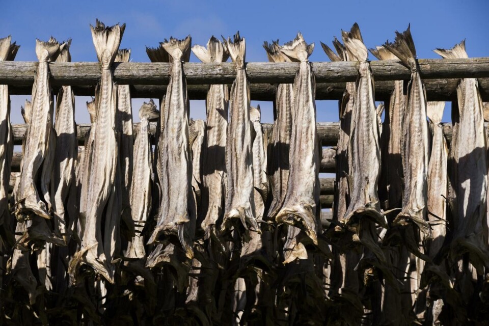Tørrfisk, her på hjell på Røst i Lofoten, henges vanligvis uten hode. Nå gir Mattilsynet dispensasjon for å henge fisken med hode. Foto: Berit Roald, NTB scanpix