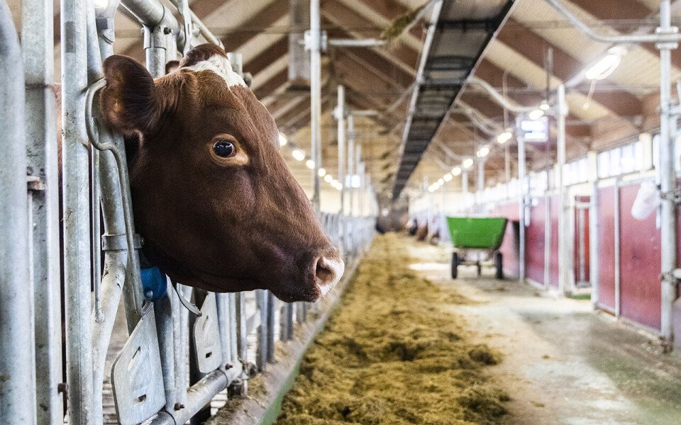 Norske kyr må melke mer under pandemien enn ellers. Her er ei ku på Bygdøy kongsgård i Oslo.