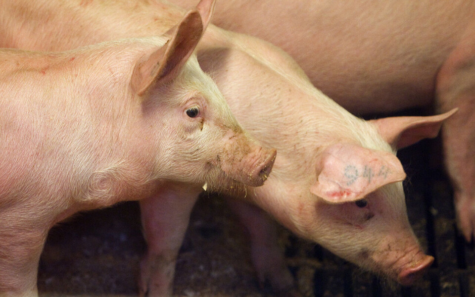 Etter flere år med overskudd på svinekjøtt er situasjonen snudd på hodet på grunn av koronasituasjonen, og Norge må importere svinekjøtt.