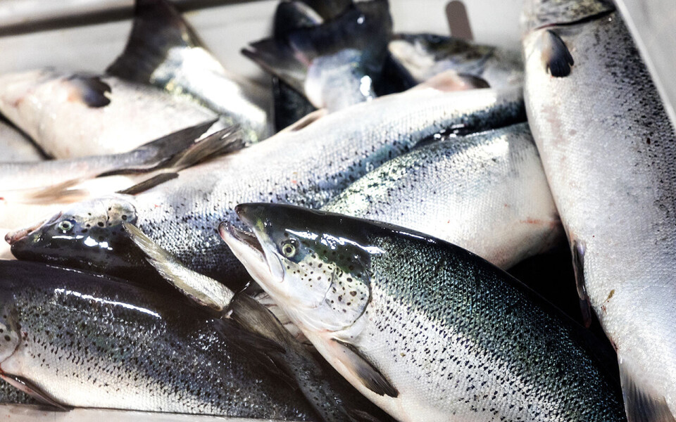 Norske sjømatbedrifter utnyttes av profesjonelle svindlere til å lure fiskeimportører i utlandet for store beløp.