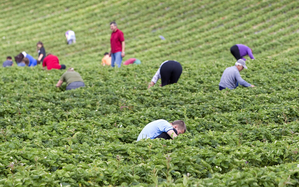 Mannskapsmangel i grøntnæringen på grunn av koronaen og en påfølgende lønnsdebatt var en av nyhetssakene som preget denne unntaksvåren for norsk matindustri og landbruk.