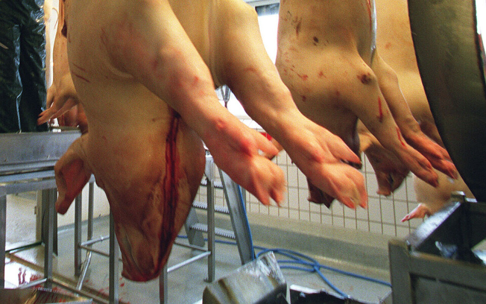 Mattilsynets undersøkelser avdekket at de halal-merkede pølsene inneholdt 30-60 prosent svinekjøtt (illustrasjonsfoto).