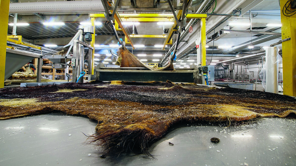 Foto Kvalitet på huden er det viktigste for produksjon av blant annet vesker. Foto: Torbjørn Tandberg