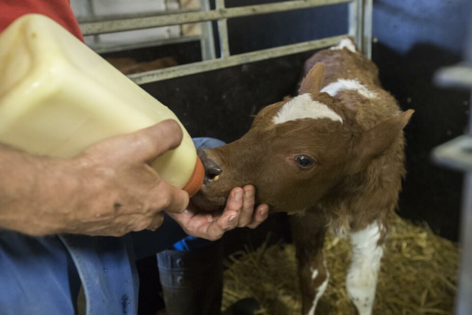Her fores en ung kalv med råmelk, som ikke blir tillatt å selge til ordinært konsum. Foto: Terje Bendiksby, NTB