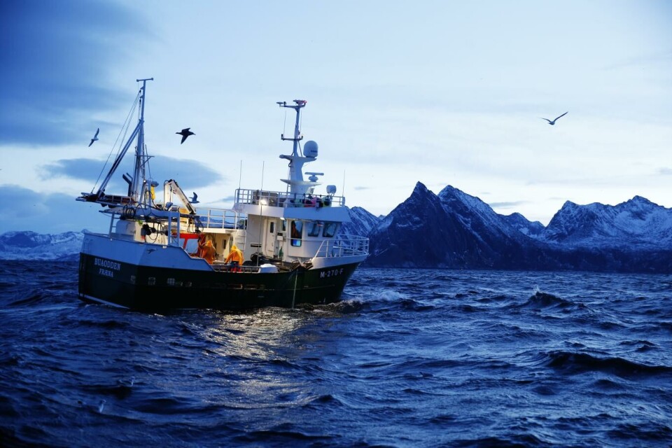 Norges Fiskarlag frykter full stans i lofotfisket dersom regjeringen ikke opphever innreisestoppen for sesongarbeidere. Foto: Cornelius Poppe, NTB