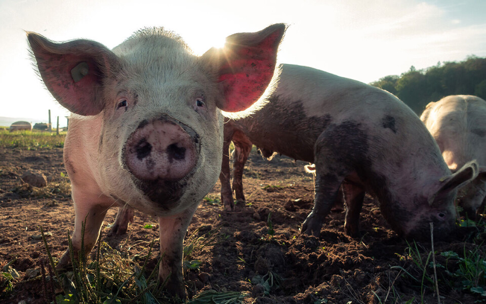 – Forbrukerne har høy tillit til norsk matproduksjon og ønsker norske produkter. Men selv om tilliten er høy er det økende bekymringer rundt helse, miljø, etikk og beredskap, sier Sifo-forsker Annechen Bahr Bugge.
