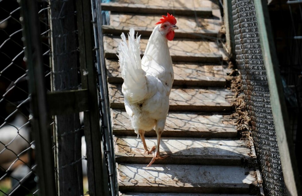 Høner i bur skal fortsatt få levere egg, mener Venstres landsmøte. Foto: Frank May, NTB