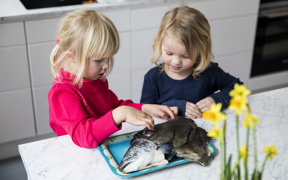 Fiskeri- og sjømatminister Odd Emil Ingebrigtsen (H) vil at barn og unge må spise enda mer norsk sjømat. Nå gir han 13 millioner kroner for å øke interessen for norsk fiskemat hos den yngste delen av befolkningen.