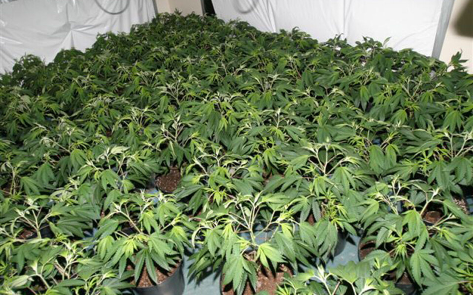 Cannabisplanter er beslaglagt på en gård i Rogaland. Dette bildet er fra et annet politibeslag.
