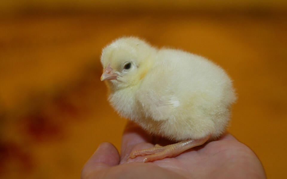 Egg- og fjørfeprodusentene er ifølge Landbruksbarometeret 2021 den produsentgruppa som er mest fornøyd med lønnsomheten.
