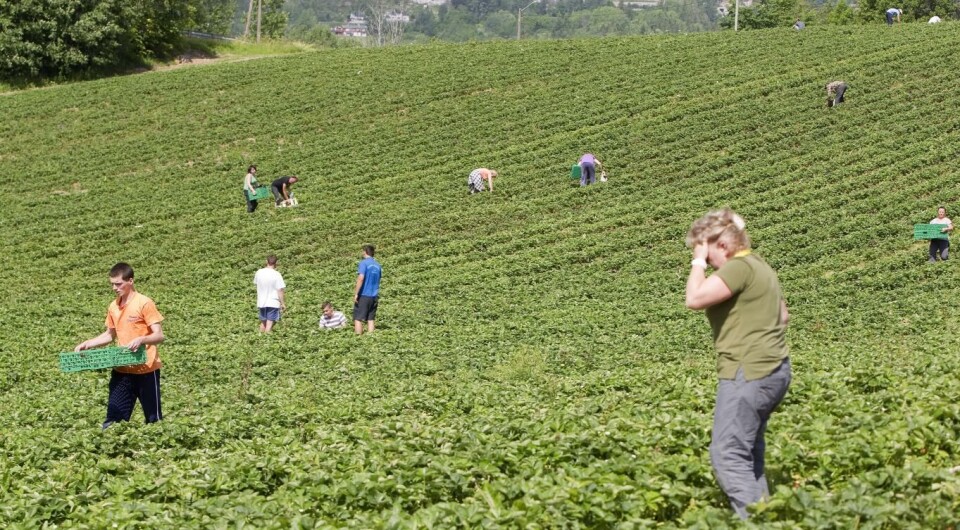 Regjeringen vil gi grøntnæringen støtte til norsk arbeidskraft denne sesongen, mens innreiserestriksjoner skaper trøbbel for utenlandsk arbeidskraft. Foto: Gorm Kallestad, NTB