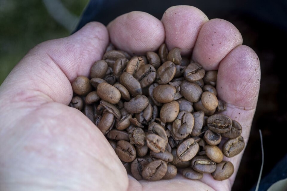 Hver gang vi tar oss en kaffe – enten i en automat på jobben, på kafé eller hjemme på kjøkkenet – er vi en del av et globalt handelsnettverk som påvirkes av alt fra været i Brasil til koronarestriksjoner i Vietnam. Illustrasjonsfoto: Terje Pedersen, NTB