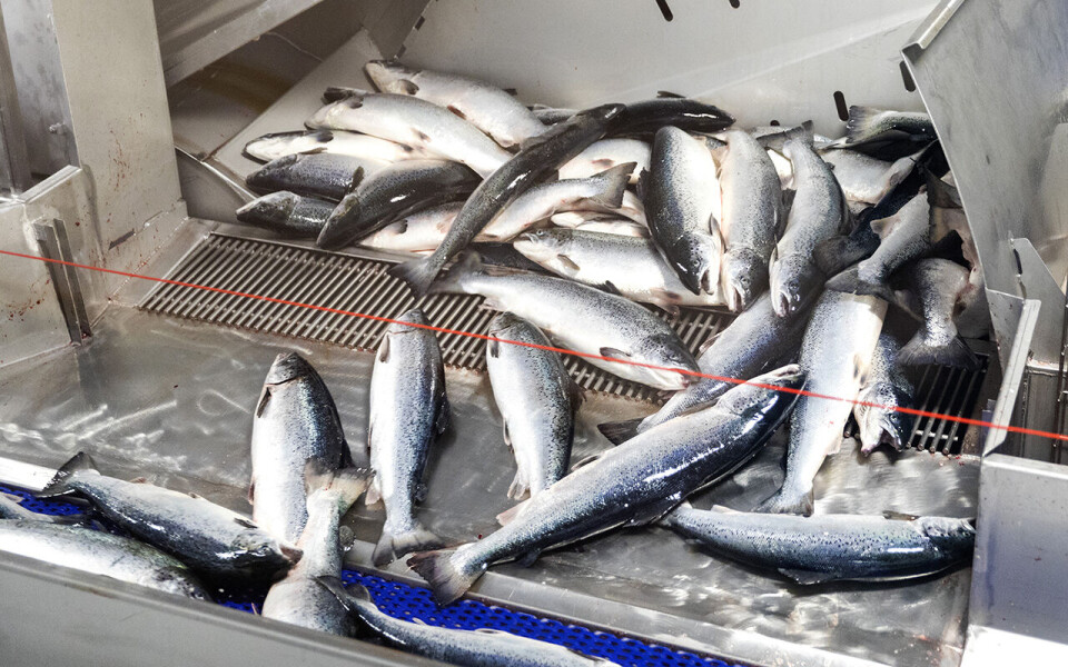 Laksen er fortsatt kongen av norsk sjømateksport.