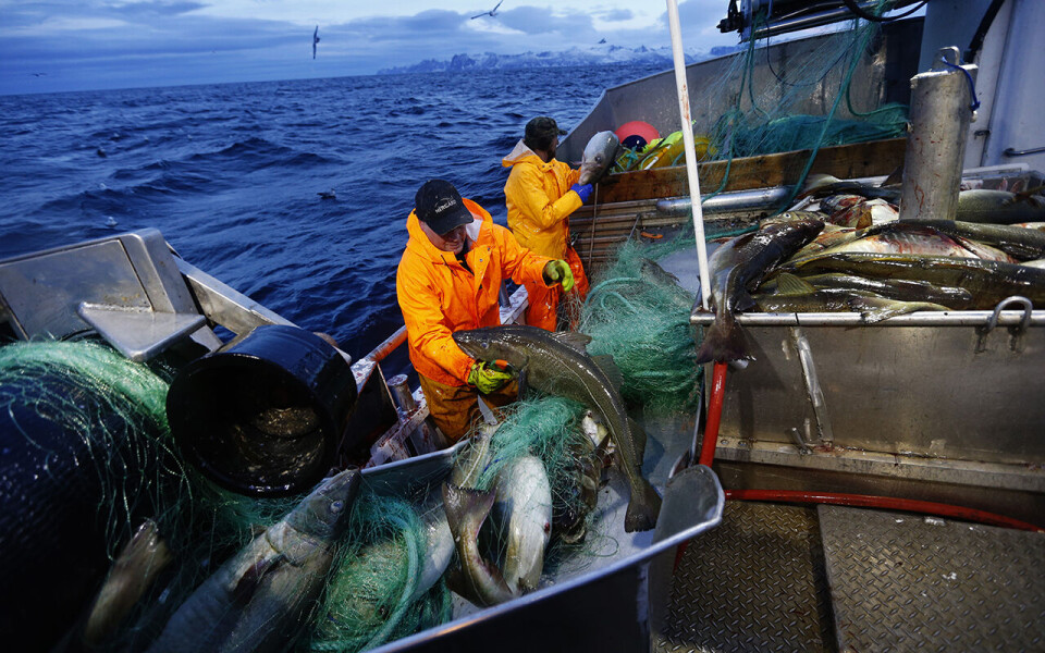 Norsk skrei har mistet MSC-merkingen. Nå frykter både fiskere og politikere inntektssvikt.