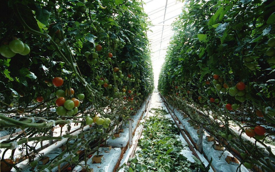 Fra neste år foreslår regjeringen Støre å fjerne unntaket for CO2-avgift for veksthusnæringen. Gartnerforbundet reagerer kraftig.