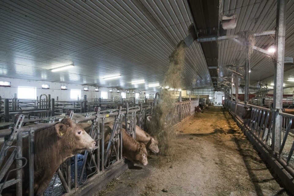 Automatisk foring av storfe til kjøttproduksjon og melkekyr. Foto: Terje Bendiksby, NTB