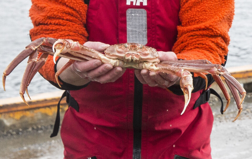 Nærings- og fiskeridepartementet øker kvoten for fangst av snøkrabbe i 2022. Foto: Terje Bendiksby, NTB