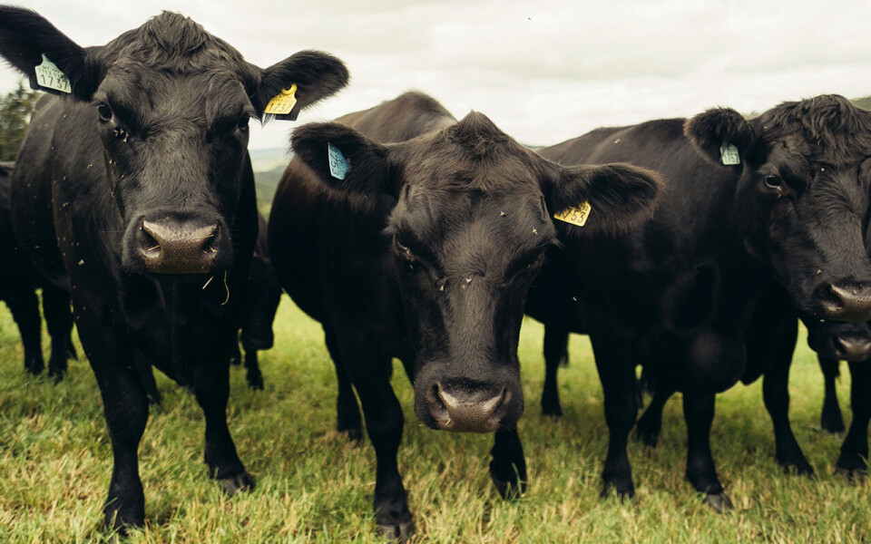 Foto Norsk Angus sikret seg fire medaljer i VM i biff. Foto: Meny