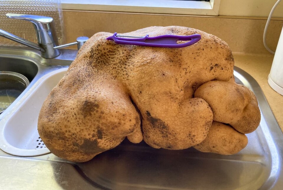 Donna og Colin Craig-Brown fant denne enorme poteten i hagen sin. Den veier 7,8 kilo. På bildet har den en potetskreller oppå seg sånn at man kan sammenligne størrelsen. Foto: Donna Craig-Brown, AP / NTB