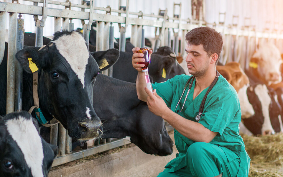 Mattilsynet har avdekket at 21 veterinærer har brutt loven. Konsekvensene er store (illustrasjonsfoto).