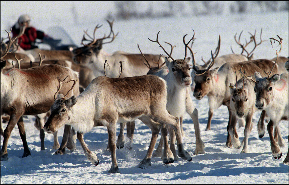 Utviklingen i beitekrisen har tatt negativ retning gjennom vinteren og omfatter store områder i Finnmark, Troms og Nordland. Illustrasjonsfoto: Lise Åserud, NTB
