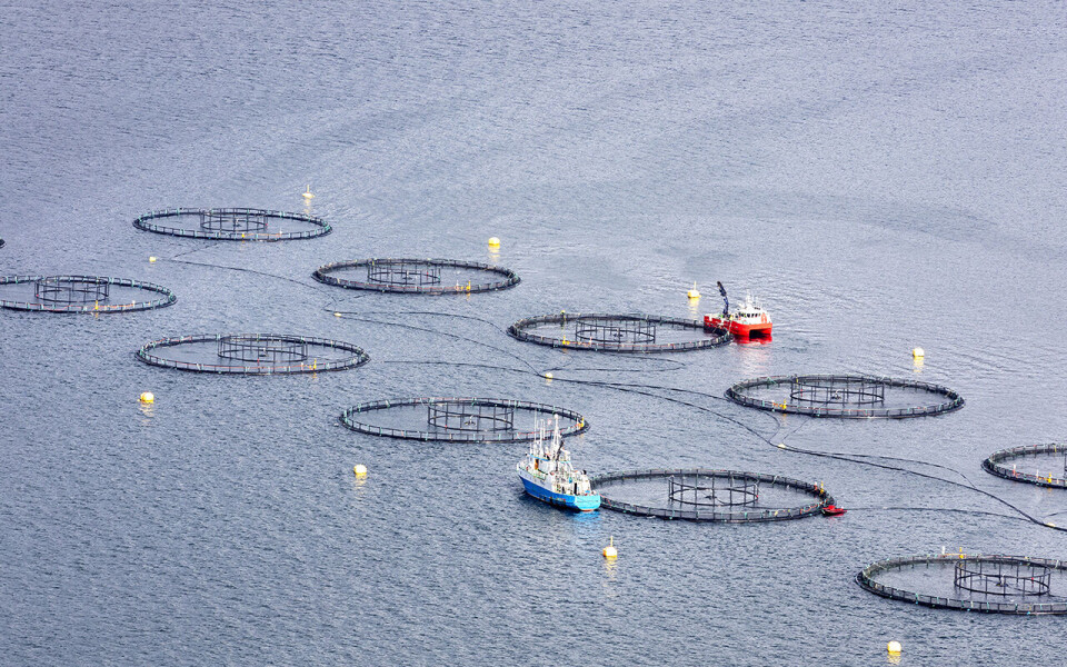 Mange fisk dør på grunn av skader fra spyling for lakselus.
