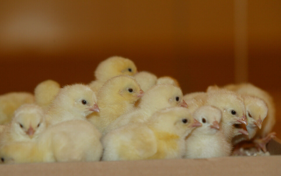 Nortura må importere rugeegg fra Sverige for å bøte på kyllingmangelen.
