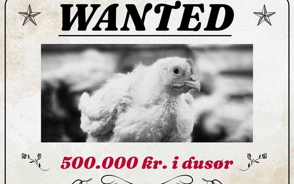 Dyrevernorganisasjonen Anima bekrefter at de har fått konkrete henvendelser fra kyllingprodusenter som er interessert i dusøren på en halv million kroner.