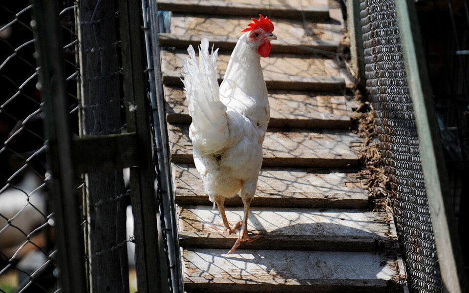 Det er generelt god helse på dyr i Norge, viser en ny rapport fra Veterinærinstituttet.