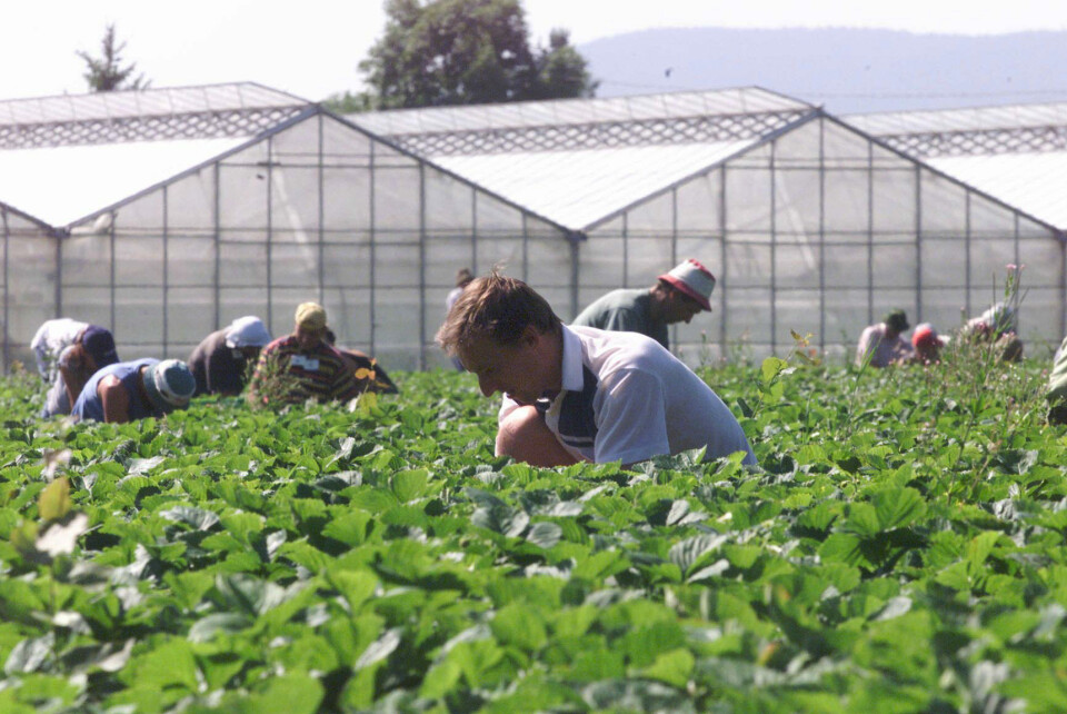 Det er foreløpig en kronglete vei å gå før sesongarbeidere får fortsette å jobbe ved norske gartnerier. Her var jordbærplukkere i sving sommeren 2001. Arkivfoto: Morten F. Holm, NTB