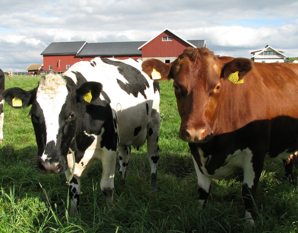 Nordmenn flest ønsker høy matproduksjon i Norge