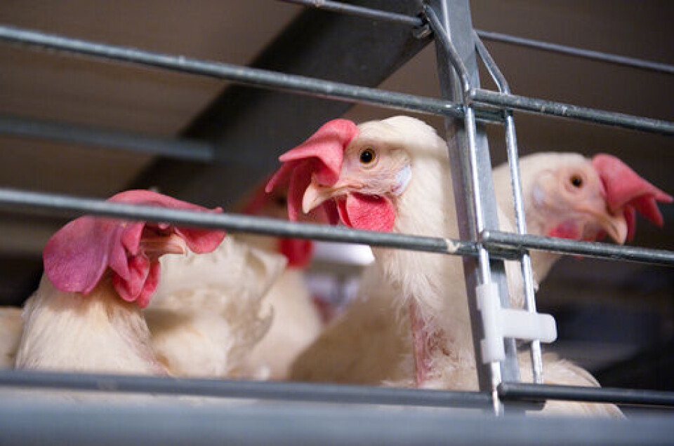 Nytt EU-regelverk truer norsk eggproduksjon