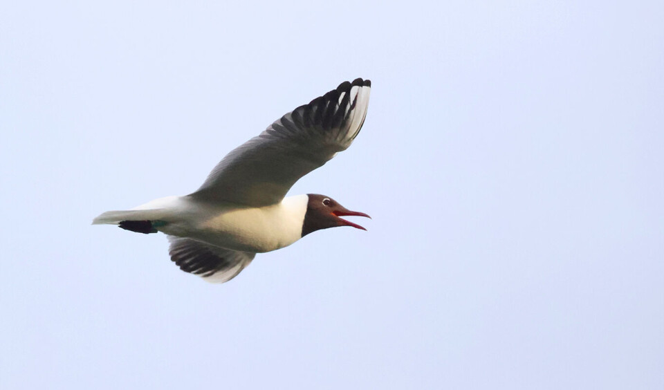 30.000 kroner i bot for å ha tatt måkeegg fra naturreservat