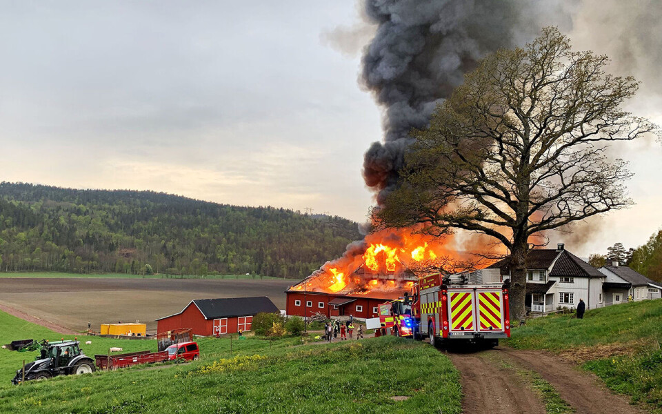 Et grisefjøs ble totalskadd i en brann på Ramnes i Tønsberg tirsdag morgen. Ifølge brannmannskapene ble alle grisene reddet.