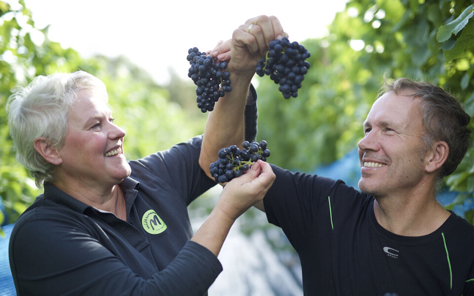 Fra grisebønder til vinprodusenter