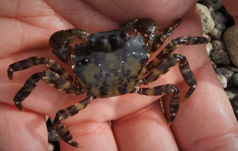 Asiatisk strandkrabbe oppdaget i Norge – stor fare for invasjon