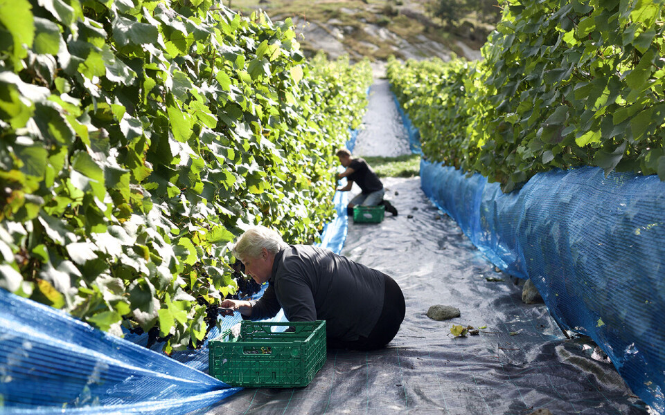 Foto Sankthans åpner besøksvingården Midtsommar, der tilreisende vandre blant 6.000 vinplanter fulle av drueklaser som skal brukes til vin. Foto: Lise Bjelland