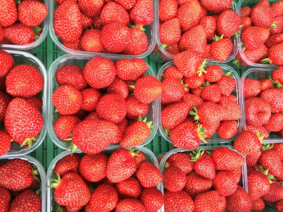 Ingen sommer uten jordbær