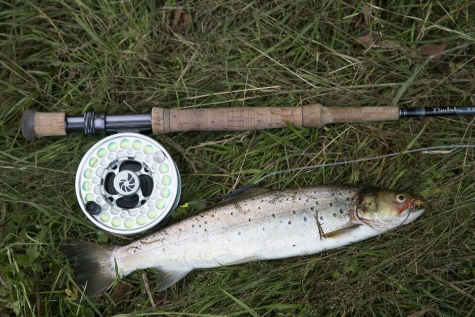 3,3 tonn fisk beslaglagt fra fisketurister ved grenseoverganger i nord