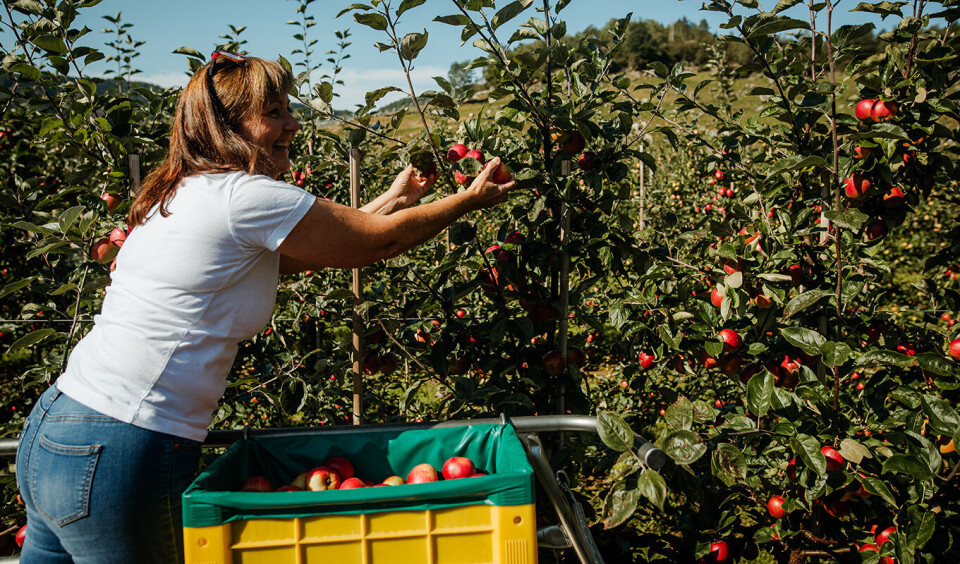 Foto Her plukkes eplene fra OmCider som er brukt i sideren som vant gull i World Cider Awards. Foto: Feien og Fjong Foto.